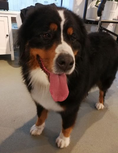 Berner Sennenhund