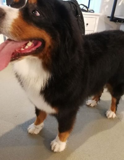Berner Sennenhund